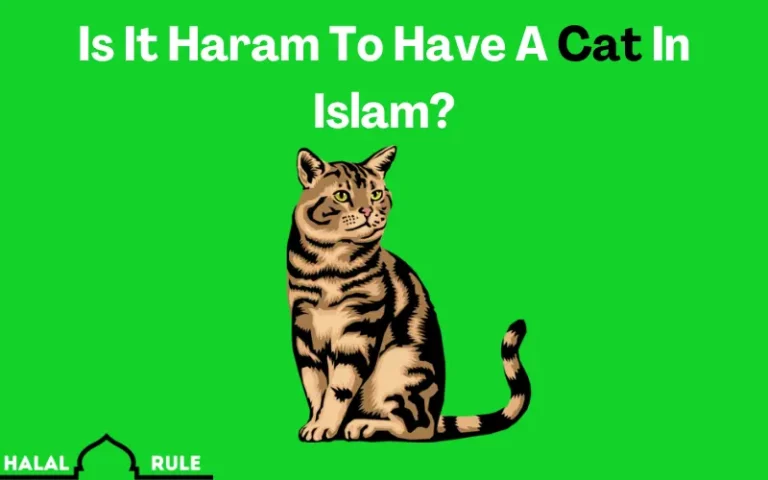 Is It Haram To Have A Cat In Islam?