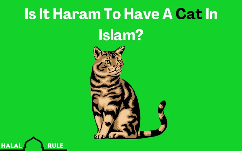 Is It Haram To Have A Cat